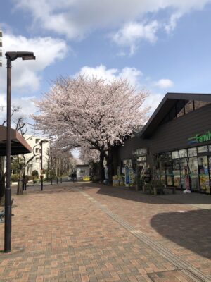 玉川上水駅前の桜