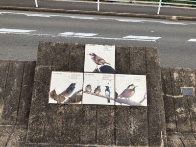 北摂に生息する野鳥