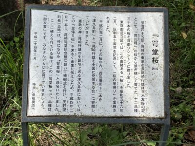 咢堂桜の案内