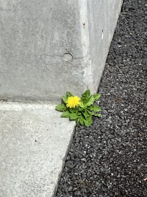 建物下のタンポポ